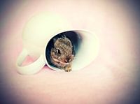 Pip