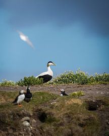 Eiderente an der englischen Küste von Tom Zwerver