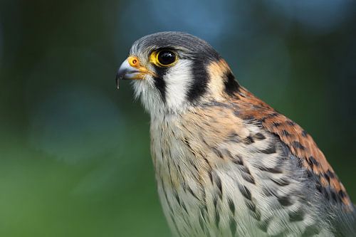 Portret van lannervalk
