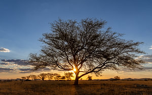 Acacia against the setting sun in Namibia