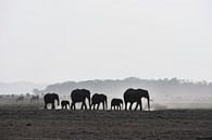 Olifanten in Amboseli National Park (Kenia) van Esther van der Linden thumbnail