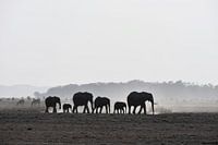 Olifanten in Amboseli National Park (Kenia)