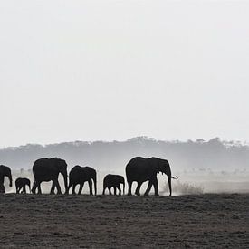 Éléphants dans le parc national d'Amboseli (Kenya) sur Esther van der Linden
