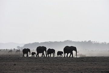 Elephants in Amboseli National Park (Kenya)