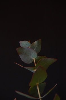 Quiet ascent