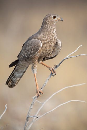 Roofvogel op de uitkijk