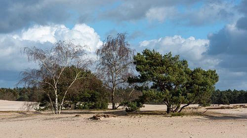 Les arbres sur les longues dunes