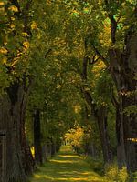 Allee