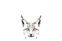 Artistic portrait of a lynx