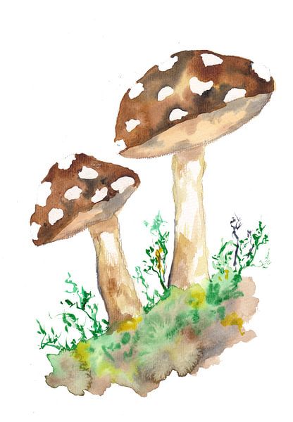 Braune Waldpilze von Sebastian Grafmann
