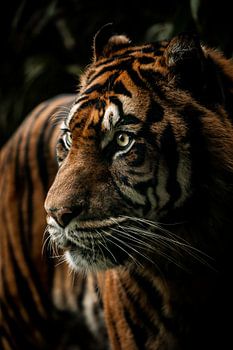 Tijger