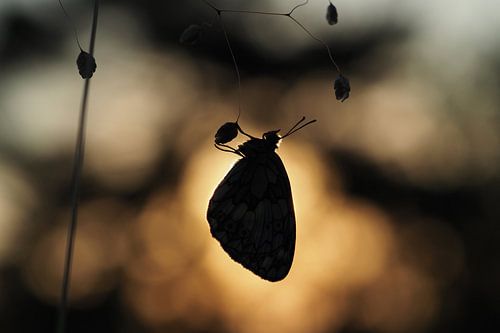 Een dambordje hangend aan de vegetatie van de Viroinval.
