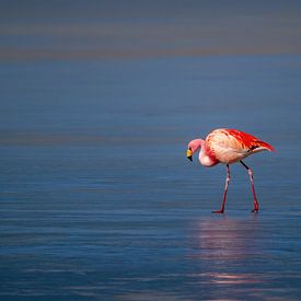 Pink in a sea of blue by Pieter Elshout