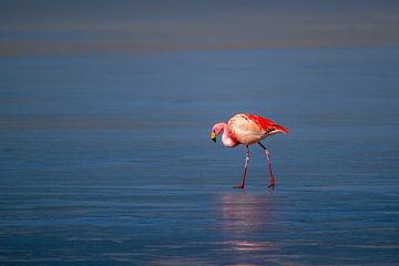 Pink in a sea of blue by Pieter Elshout