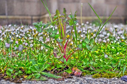 Weeds in Penzance, Cornwall