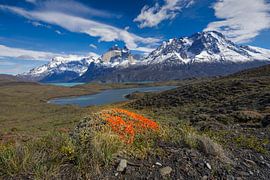 Frühling in Patagonien