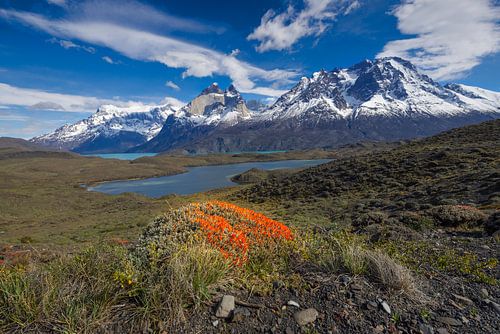 Voorjaar in Patagonië