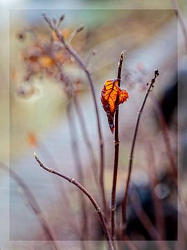 Feuille d'automne sur Rob Boon