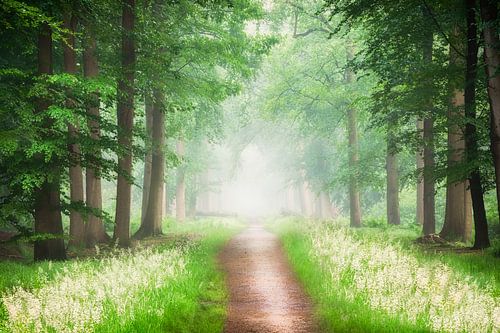 Pathway to Serenity
