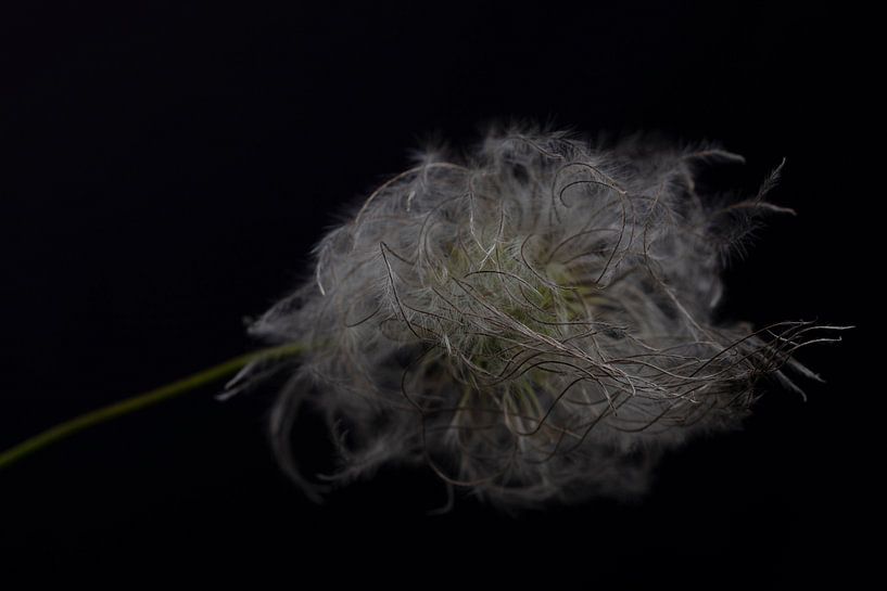 herfst clematis van anne droogsma