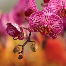Orchideeën van Elle Elskamp