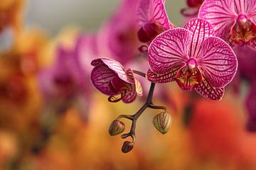 Orchideen von Elle Elskamp