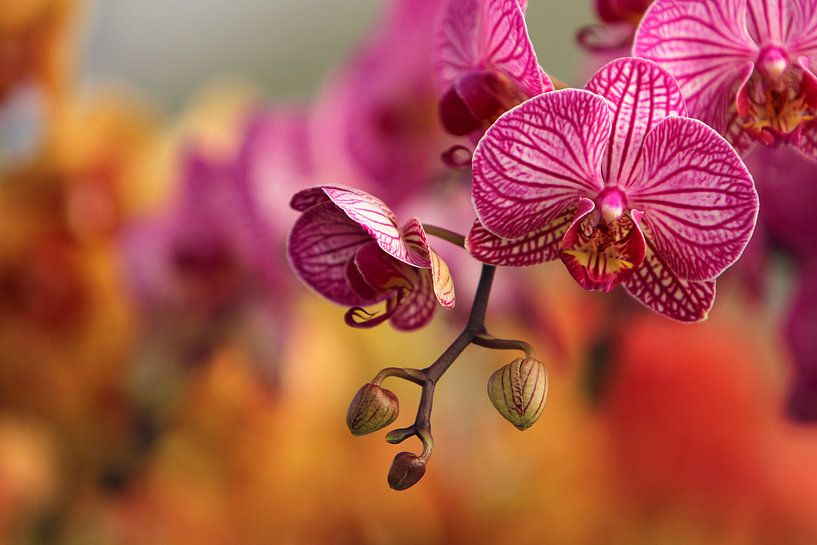 Orchids by Elle Elskamp