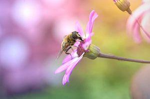 Eine Honigbiene auf einer rosa Blume
