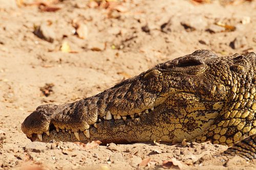 Krokodile alert