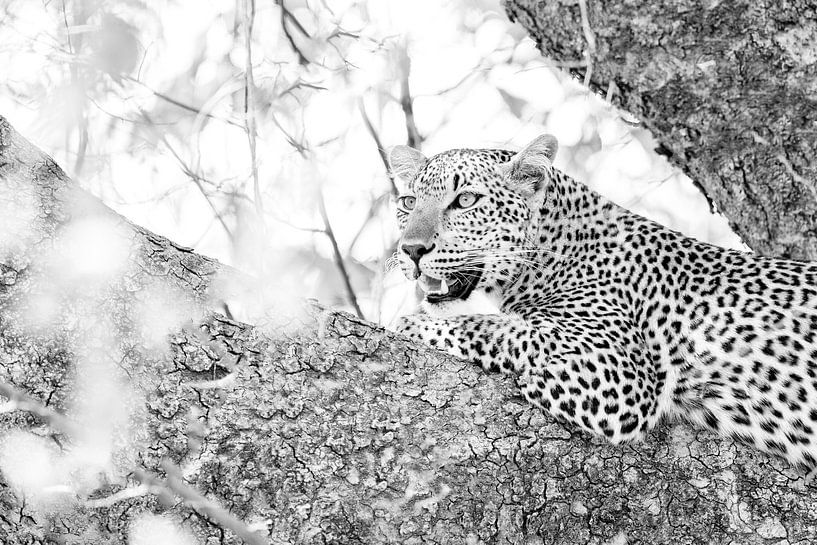 Leopard in tree by Anja Brouwer Fotografie