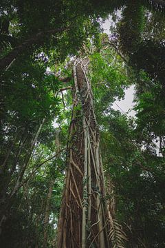 Daintree Rainforest: Ein altes Naturwunder von Ken Tempelers