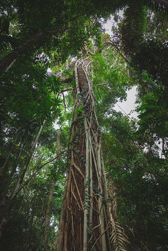 Daintree Rainforest: Een Eeuwenoud Natuurwonder