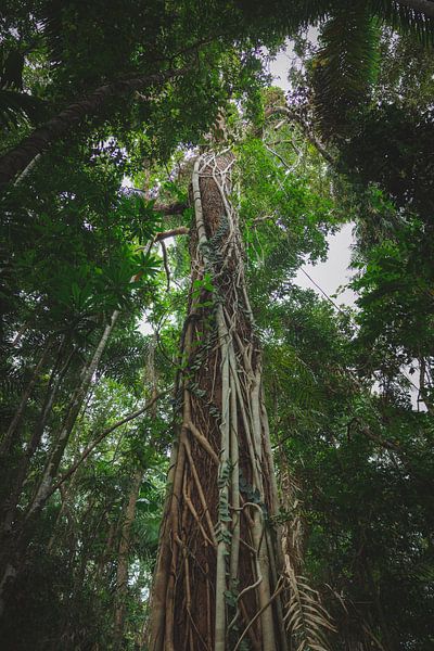 Daintree Rainforest: An Ancient Wonder of Nature by Ken Tempelers