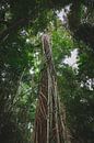 Daintree Rainforest: An Ancient Wonder of Nature by Ken Tempelers thumbnail