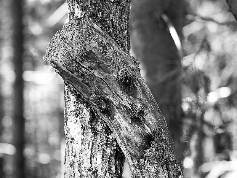 Dryade / natuurlijk gezicht &quot;Oblique type&quot; van Flatfield