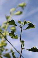 Ginkgo biloba