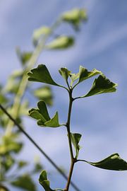Ginkgo biloba