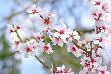 Almond blossom by christine b-b müller