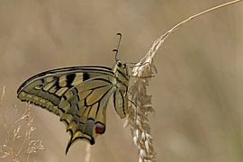 butterflies by pierre munch