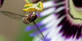 Zweefvlieg en passiebloem von Sybren Visser