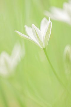 Witte bloem in de tuin tegen een zacht groene achtergrond van Photography art by Sacha