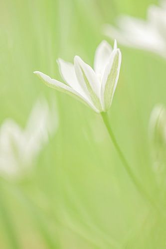 Fragile / witte bloem