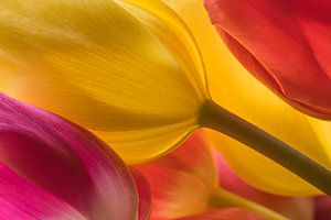 The luminous tulips by Marjolijn van den Berg