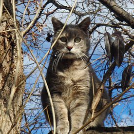 Cray Jasperson Profilfoto