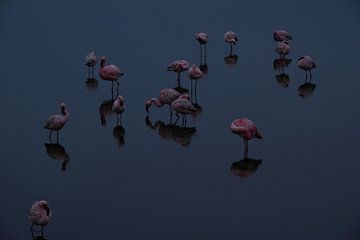 FLAMINGOS 2 by Miroslav Ptacek