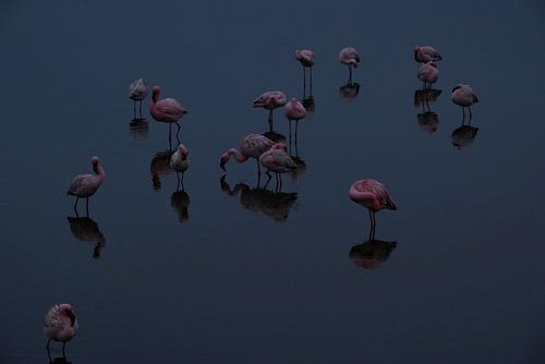 FLAMANTS ROSES 2