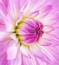 Pink dalia - Bloomquist Parasol van Lotte Veldt thumbnail