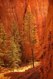 Trees of Bryce by Martin Podt