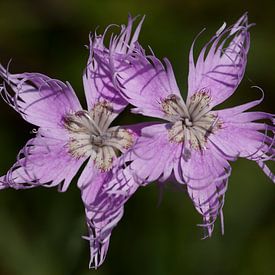 Dianthus monspessulanus sur Pieter Gordijn