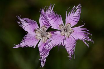 Dianthus monspessulanus by Pieter Gordijn